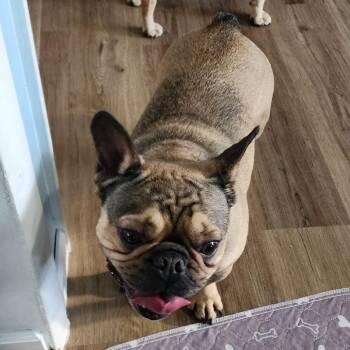 French Bulldog Dogs Available for Adoption - Kai | PetCurious