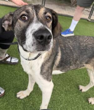 Genevieve -  German Shepherd Dog Dog for Adoption in Lakeland, Florida - Genevieve | PetCurious