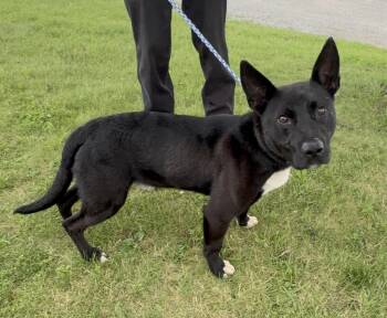 MARCO -  Shepherd Dog for Adoption in Rochester, Indiana - MARCO | PetCurious