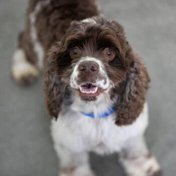 Smore (OT26-34) -  Cocker Spaniel Dog for Adoption in Peyton, Colorado - Smore (OT26-34) | PetCurious
