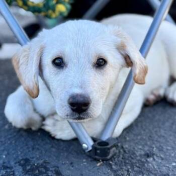 Alfalfa -  Labrador Retriever Dog for Adoption in Red Bluff, California - Alfalfa | PetCurious