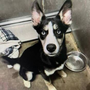 Husky and Mixed Breed Dogs Available for Adoption in Spokane, Washington - Vegas | PetCurious