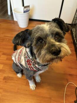 Louis -  Shih Tzu Dog for Adoption in Vaudreuil-dorion, Quebec - Louis | PetCurious