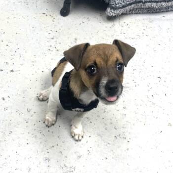 Chihuahua and Dachshund Dogs Available for Adoption in Uniontown, Pennsylvania - Baron | PetCurious