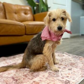 Duchess Darling -  Yorkshire Terrier and Silky Terrier Dog for Adoption in Friendswood, Texas - Duchess Darling | PetCurious