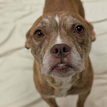 Margie -  Boxer Dog for Adoption in North Charleston, South Carolina - Margie | PetCurious