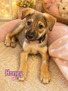Honey -  German Shepherd Dog Dog for Adoption in Park Forest, Illinois - Honey | PetCurious