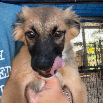 Sarah -  Mixed Breed Dog for Adoption in Lake Jackson, Texas - Sarah | PetCurious