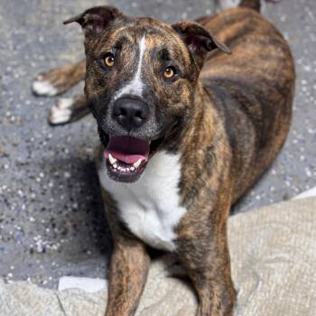 Rescue Mixed Breed Dogs for Adoption in Newark, New Jersey - Loki | PetCurious