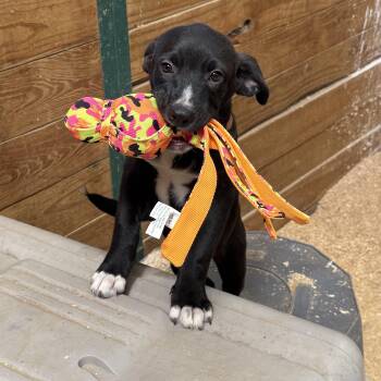 Gilligan -  Mixed Breed Dog for Adoption in Sadler, Texas - Gilligan | PetCurious