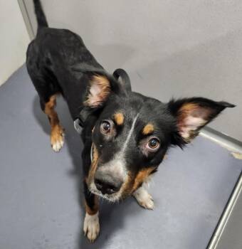 Australian Shepherd Dogs Available for Adoption - Sailor | PetCurious