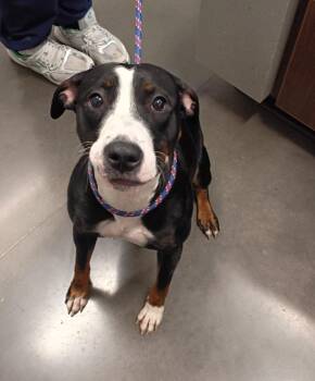 Angelina -  Mixed Breed Dog for Adoption in Clarksville, Tennessee - Angelina | PetCurious