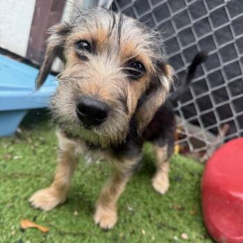Jericho -  Mixed Breed Dog for Adoption - Jericho | PetCurious
