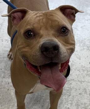 Pit Bull Terrier Dogs Available for Adoption in Salt Lake City, Utah - Mac | PetCurious
