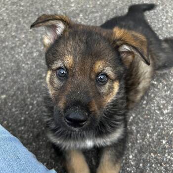 Jax -  German Shepherd Dog and Husky Dog for Adoption in Farmington, Minnesota - Jax | PetCurious