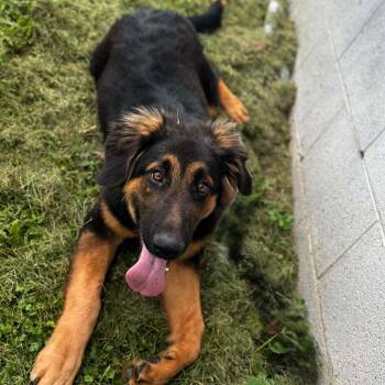 Rumble -  German Shepherd Dog Dog for Adoption in Charlottesville, Virginia - Rumble | PetCurious