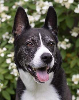 Holly -  Husky Dog for Adoption in Chicago, Illinois - Holly | PetCurious