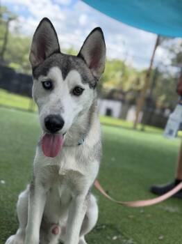 Kyro -  Husky Dog for Adoption in Lakeland, Florida - Kyro | PetCurious