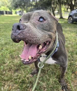 Gertrude -  American Bulldog Dog for Adoption in Lakeland, Florida - Gertrude | PetCurious