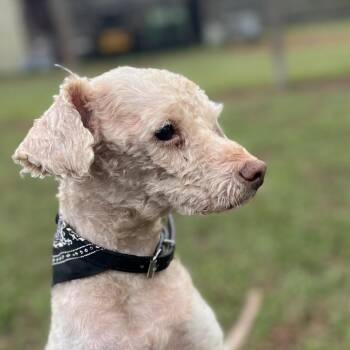 Poodle Dogs Available for Adoption - Chance Journey | PetCurious