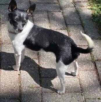 Chihuahua Dogs Available for Adoption in Brooklyn Center, Minnesota - Cooper* | PetCurious