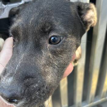 WASHINGTON -  Mixed Breed Dog for Adoption in Greensboro, North Carolina - WASHINGTON | PetCurious