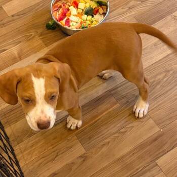 Miny -  Mixed Breed Dog for Adoption in Mentor, Ohio - Miny | PetCurious