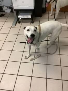 Rescue Mixed Breed Dogs for Adoption in Largo, Florida - Jasper | PetCurious