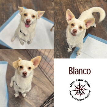 Rescue Chihuahua and Terrier Dogs for Adoption in Princeton, British Columbia - Blanco | PetCurious