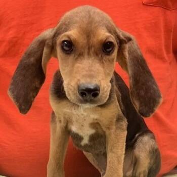 Rescue Hound Dogs for Adoption in Raleigh, North Carolina - Milton | PetCurious