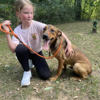 Rescue Labrador Retriever Dogs for Adoption in Heber Springs, Arkansas - Henry | PetCurious