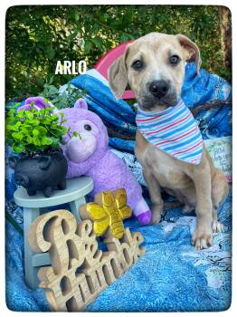 Black Mouth Cur Dogs Available for Adoption in Sebring, Florida - Arlo | PetCurious