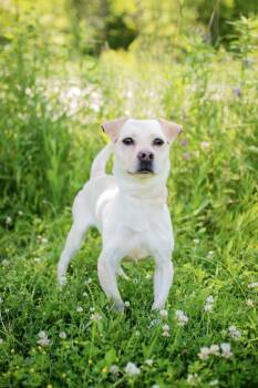 Nix -  Dachshund Dog for Adoption in Frankfort, New York - Nix | PetCurious