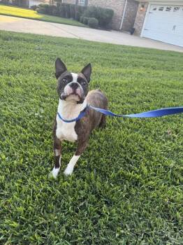 Boston Terrier Dogs Available for Adoption in Silsbee, Texas - Murray | PetCurious