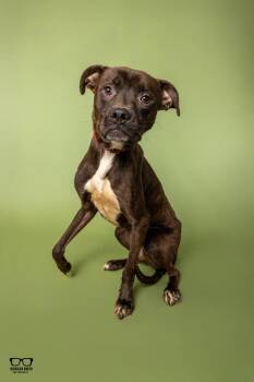 Remus -  Rottweiler Dog for Adoption in Hoffman Estates, Illinois - Remus | PetCurious