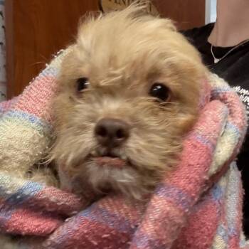 Monkey -  Mixed Breed Dog for Adoption in Yuma, Arizona - Monkey | PetCurious