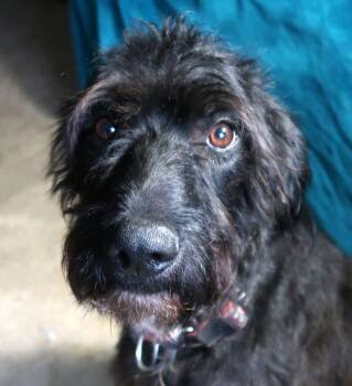 Labradoodle Dogs Available for Adoption in St. Petersburg, Florida - Redington G E N T L E Affectionate Charming | PetCurious