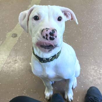 Brody -  Pit Bull Terrier Dog for Adoption in Belleville, Illinois - Brody | PetCurious