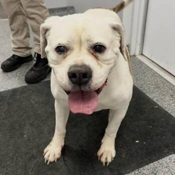 Mixed Breed Dogs Available for Adoption in Jeffersonville, Indiana - Gordo | PetCurious