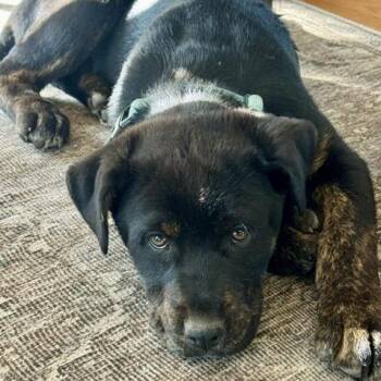Mixed Breed Dogs Available for Adoption in Buffalo, Minnesota - Rancher | PetCurious