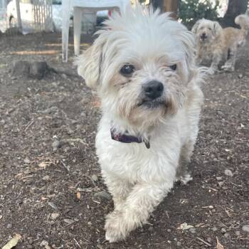 Stella -  Shih Tzu Dog for Adoption in Spokane, Washington - Stella | PetCurious