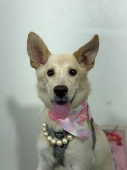 Nala-One of our Amazing Rescue Dogs -  Jindo and White German Shepherd Dog for Adoption in Carlsbad, California - Nala-One Of Our Amazing Rescue Dogs | PetCurious