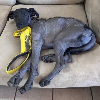 Dixie -  Black Labrador Retriever and German Shepherd Dog Dog for Adoption in Pineville, Missouri - Dixie | PetCurious