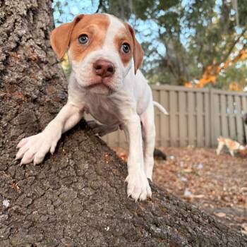 Hound Dogs Available for Adoption in Melrose, Florida - Odyssey | PetCurious