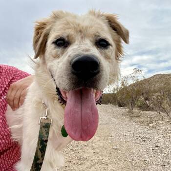 Trinity -  Australian Cattle Dog Blue Heeler Dog for Adoption in Marfa, Texas - Trinity | PetCurious