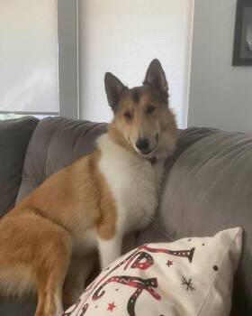 Rescue Smooth Collie and Husky Dogs for Adoption in Houston, Texas - Piper | PetCurious