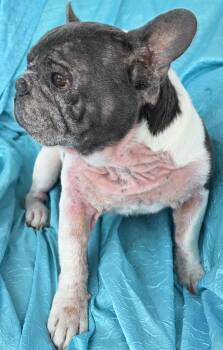 French Bulldog Dogs Available for Adoption - Bubba | PetCurious