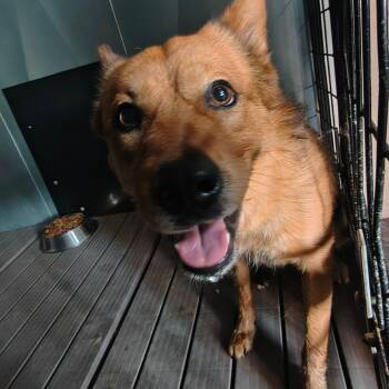 Charlie -  Mixed Breed Dog for Adoption in Moses Lake, Washington - Charlie | PetCurious