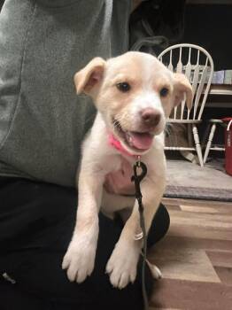 Mixed Breed Dogs Available for Adoption - Gracie | PetCurious