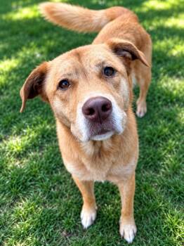Cher -  Labrador Retriever Dog for Adoption in Chattanooga, Tennessee - Cher | PetCurious